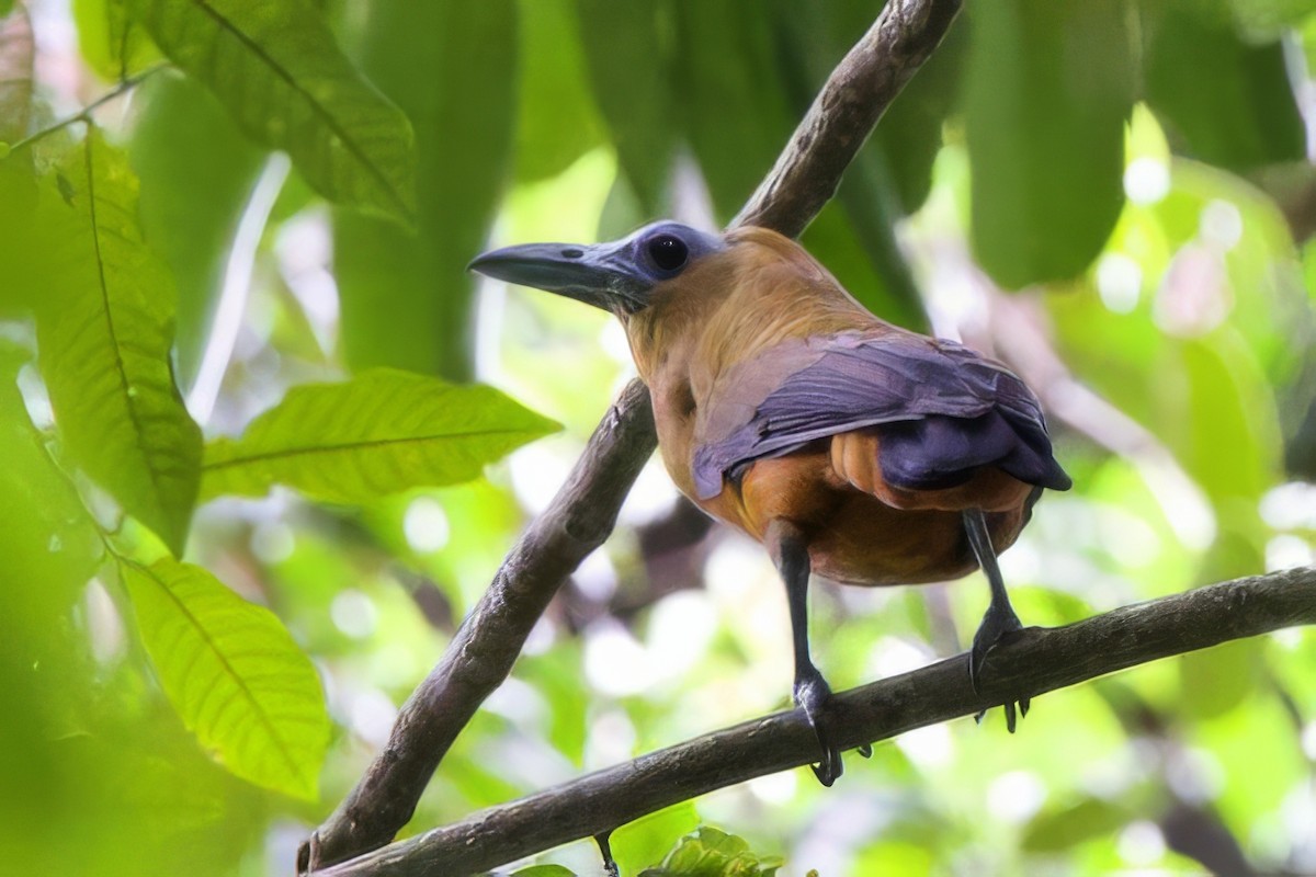 Capuchinbird - ML642216408