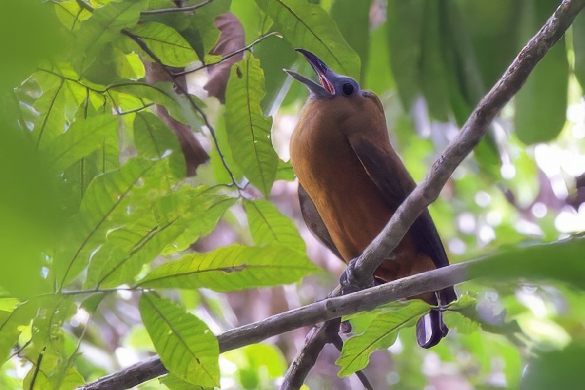 Capuchinbird - ML642216410