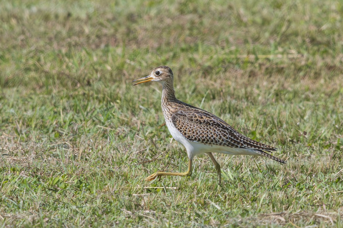 マキバシギ - ML642216459