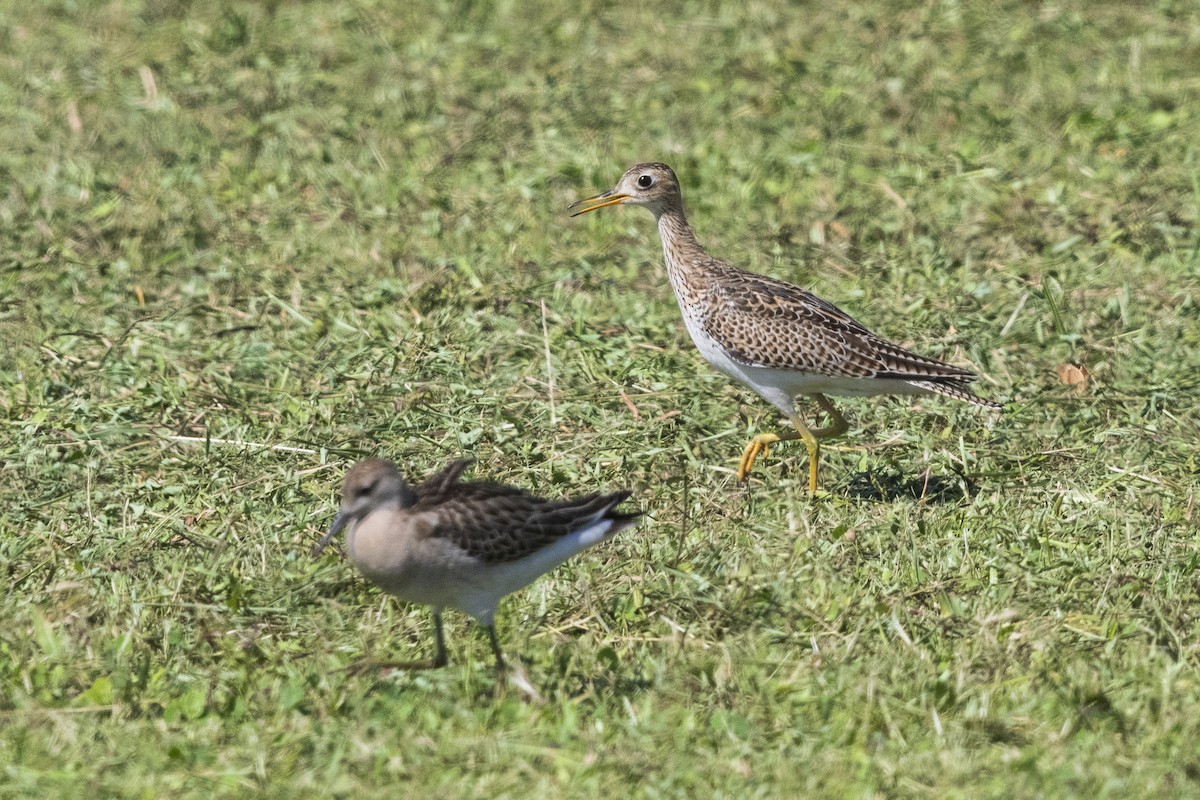 マキバシギ - ML642216460