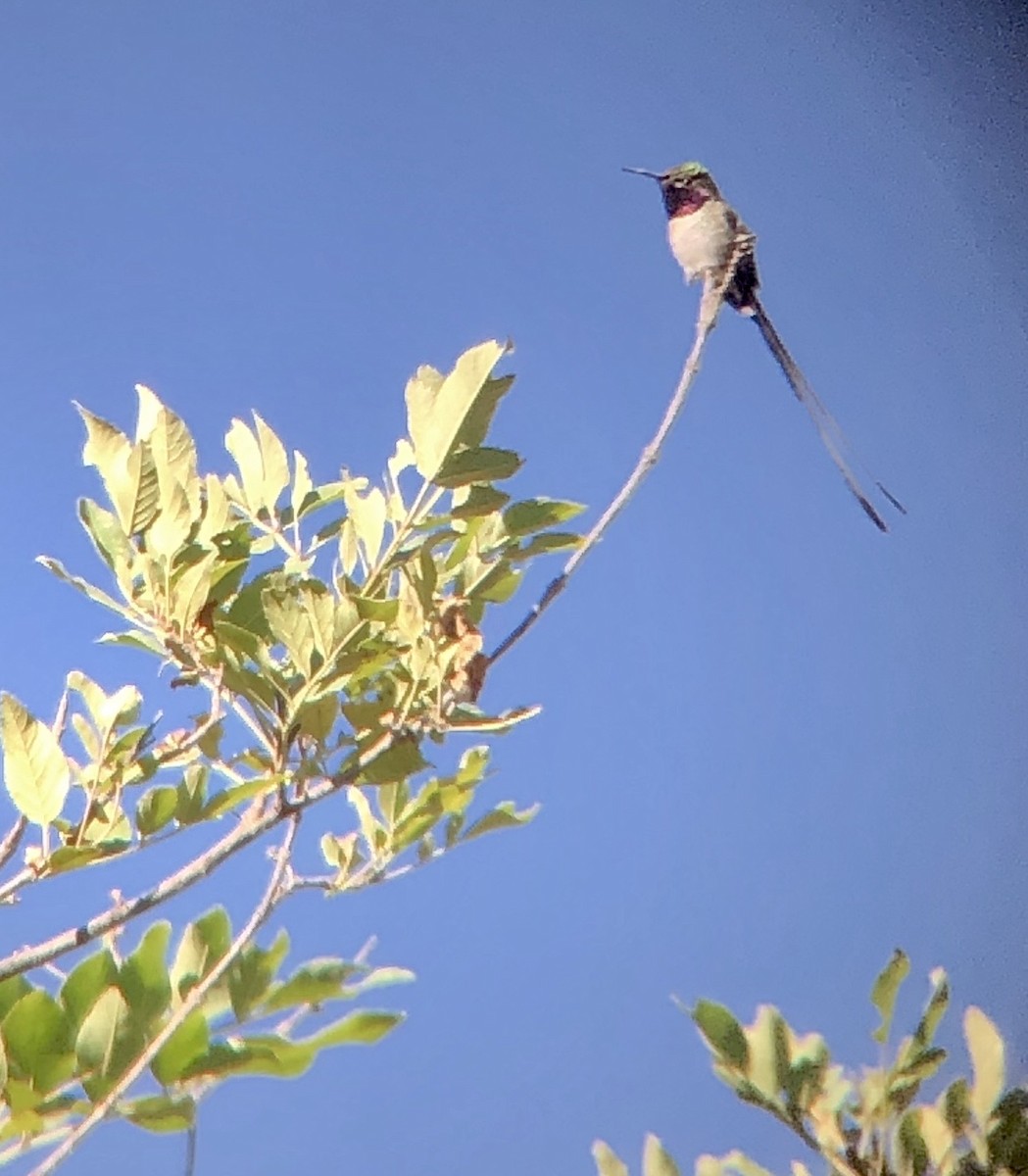 Peruvian Sheartail - ML642216464