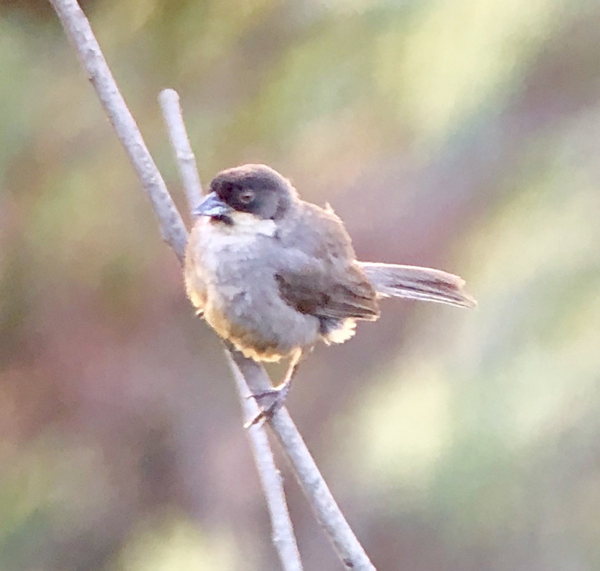 Rusty-bellied Brushfinch - ML642216475