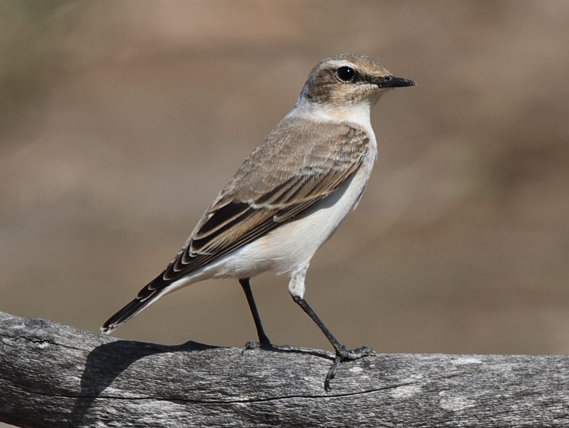 Northern Wheatear - ML642216478