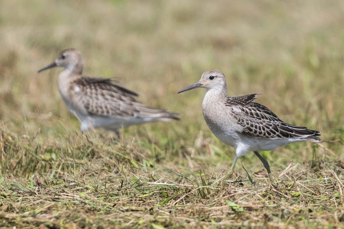 エリマキシギ - ML642216482