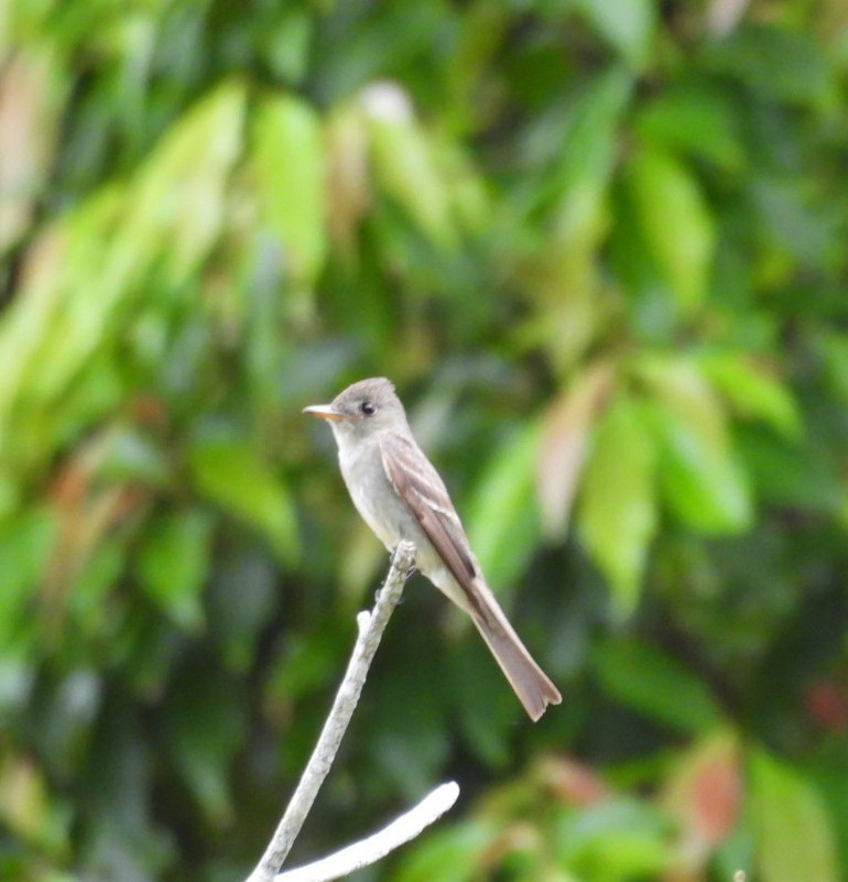 Pibí Tropical (grupo brachytarsus) - ML642216486
