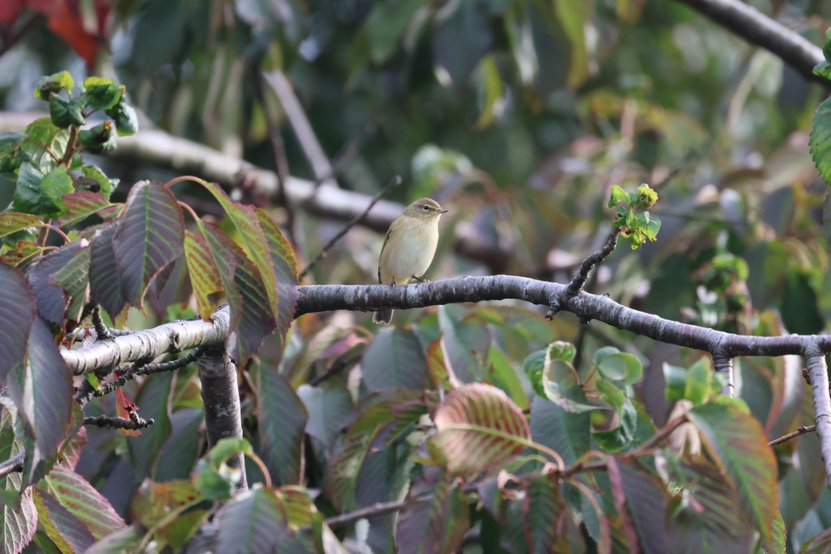 Mosquitero Común (grupo collybita) - ML642216491