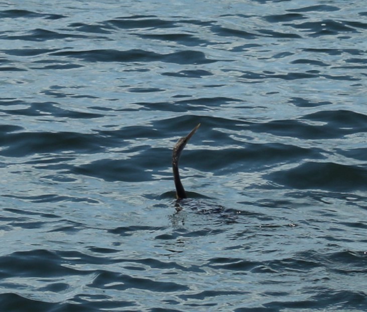 Anhinga Americana - ML642216493