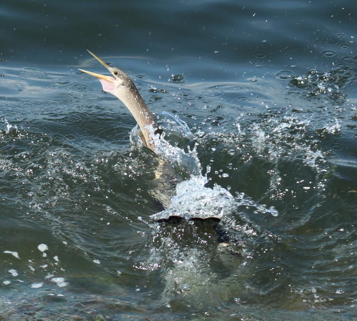 Anhinga Americana - ML642216494
