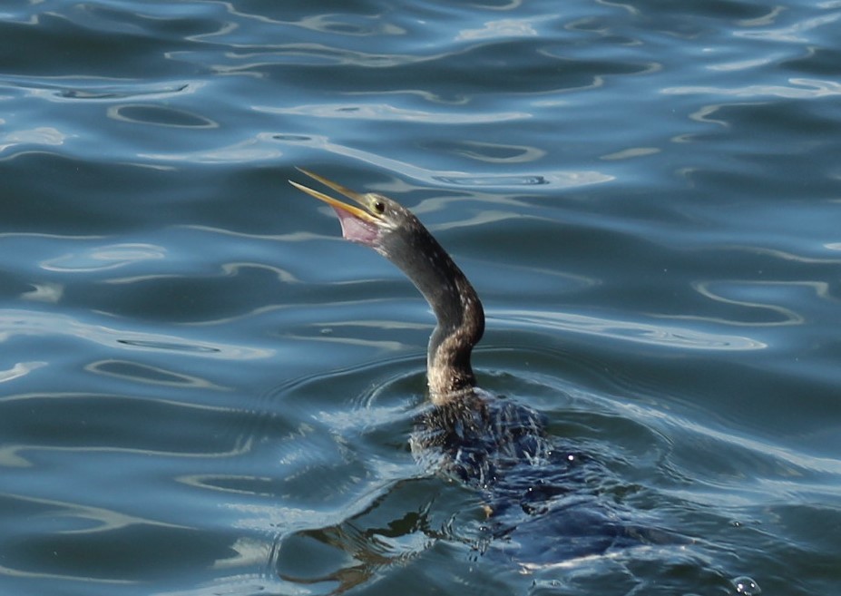 Anhinga Americana - ML642216495