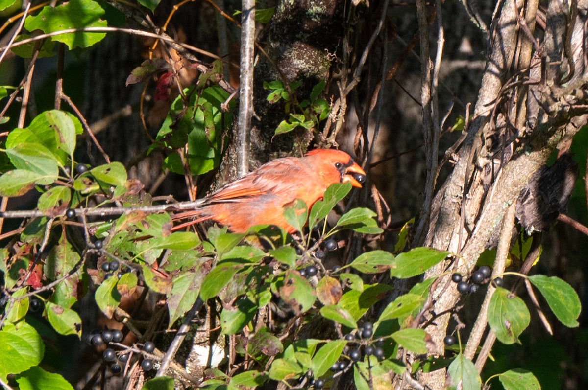Northern Cardinal - ML642216520