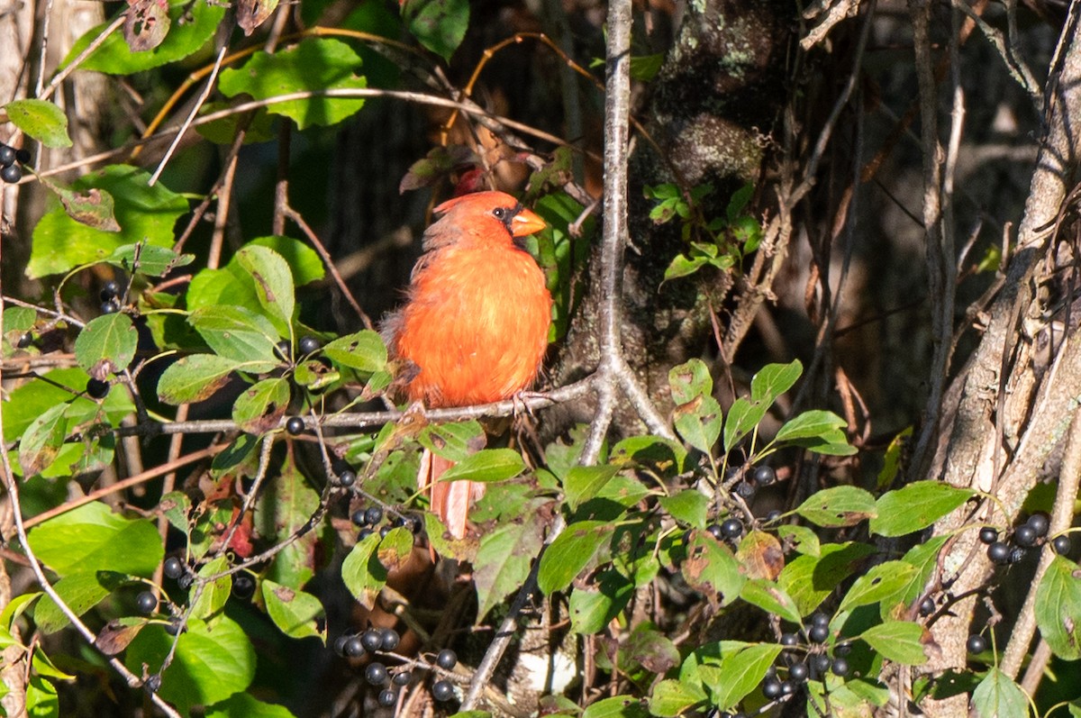 Northern Cardinal - ML642216521