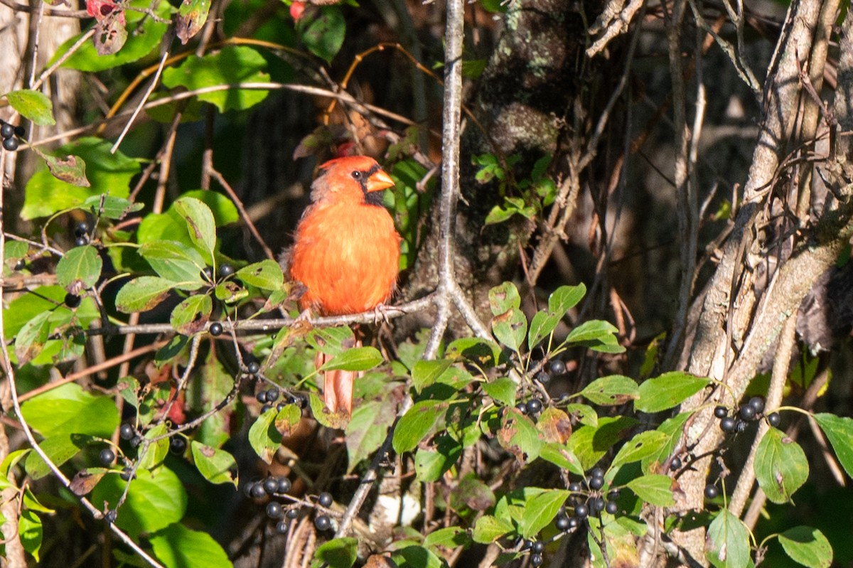 Northern Cardinal - ML642216522