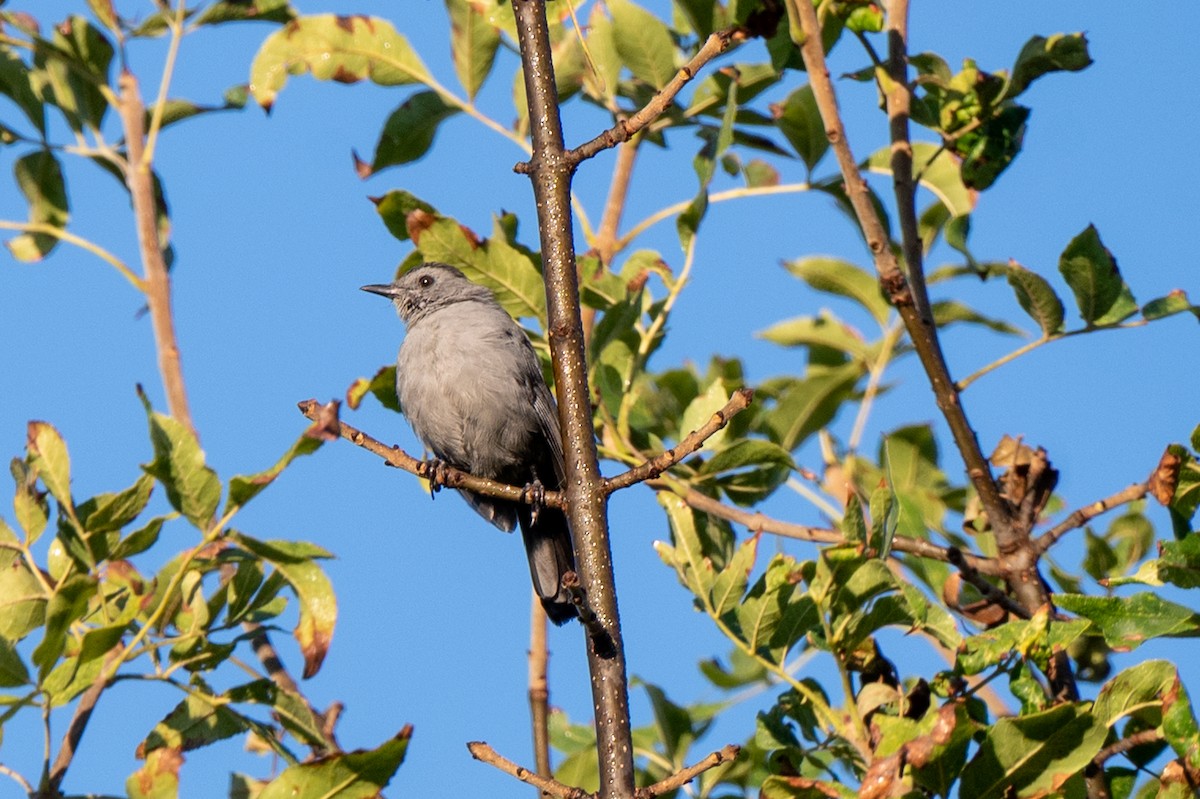 Pájaro Gato Gris - ML642216532