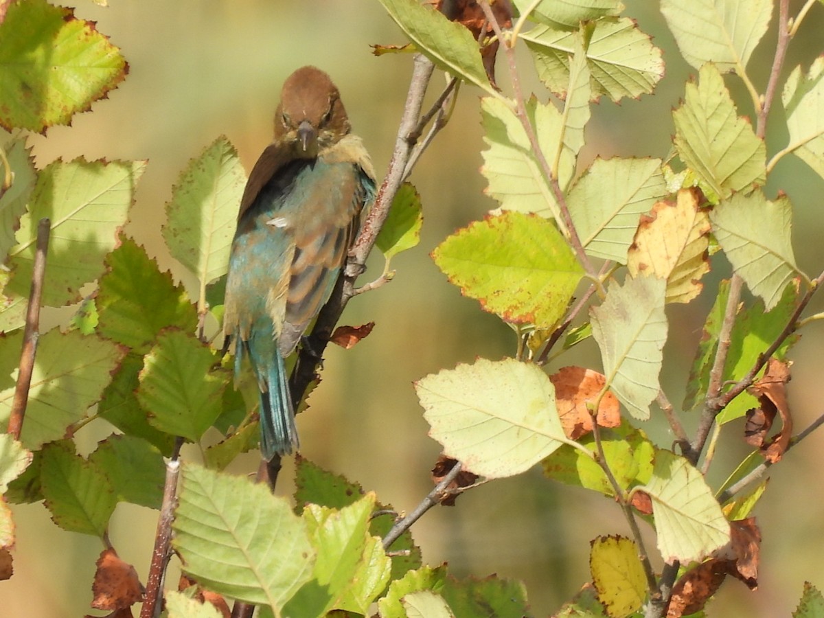 Indigo Bunting - ML642216556