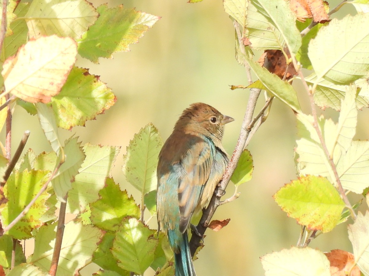 Indigo Bunting - ML642216557