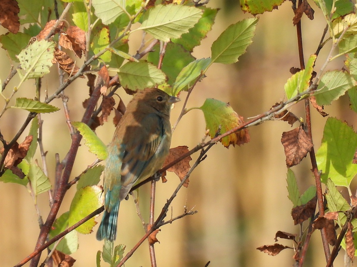 Indigo Bunting - ML642216558
