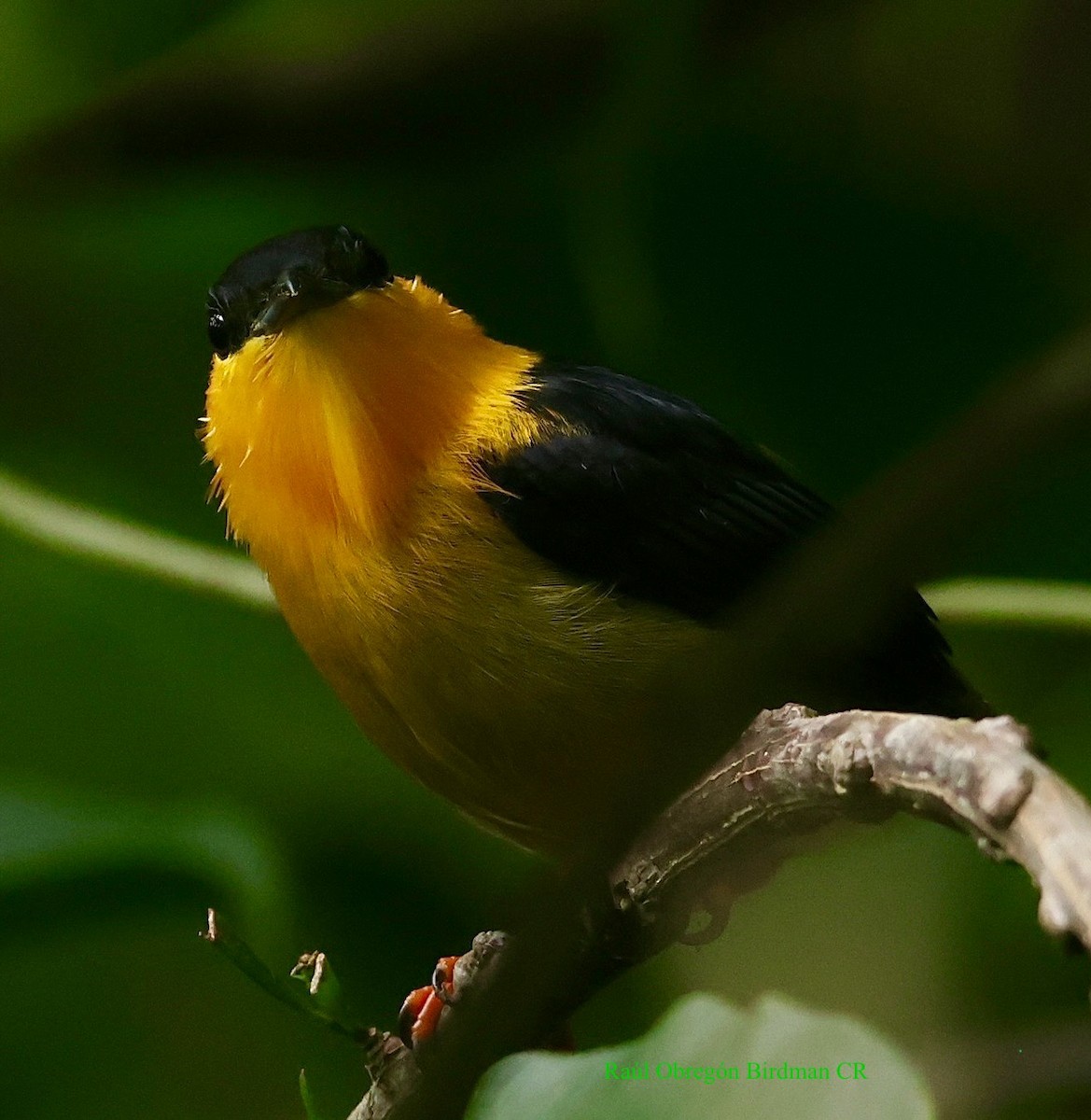 Golden-collared Manakin - ML642216566