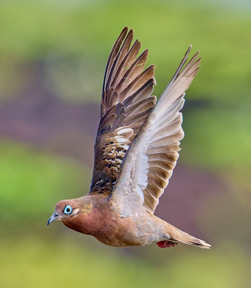 Galapagos Dove - ML642216599