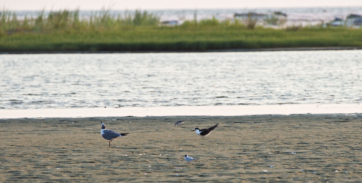 Sooty Tern - ML64221661