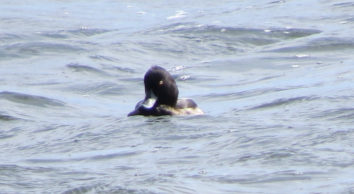 Porrón Moñudo - ML642216619
