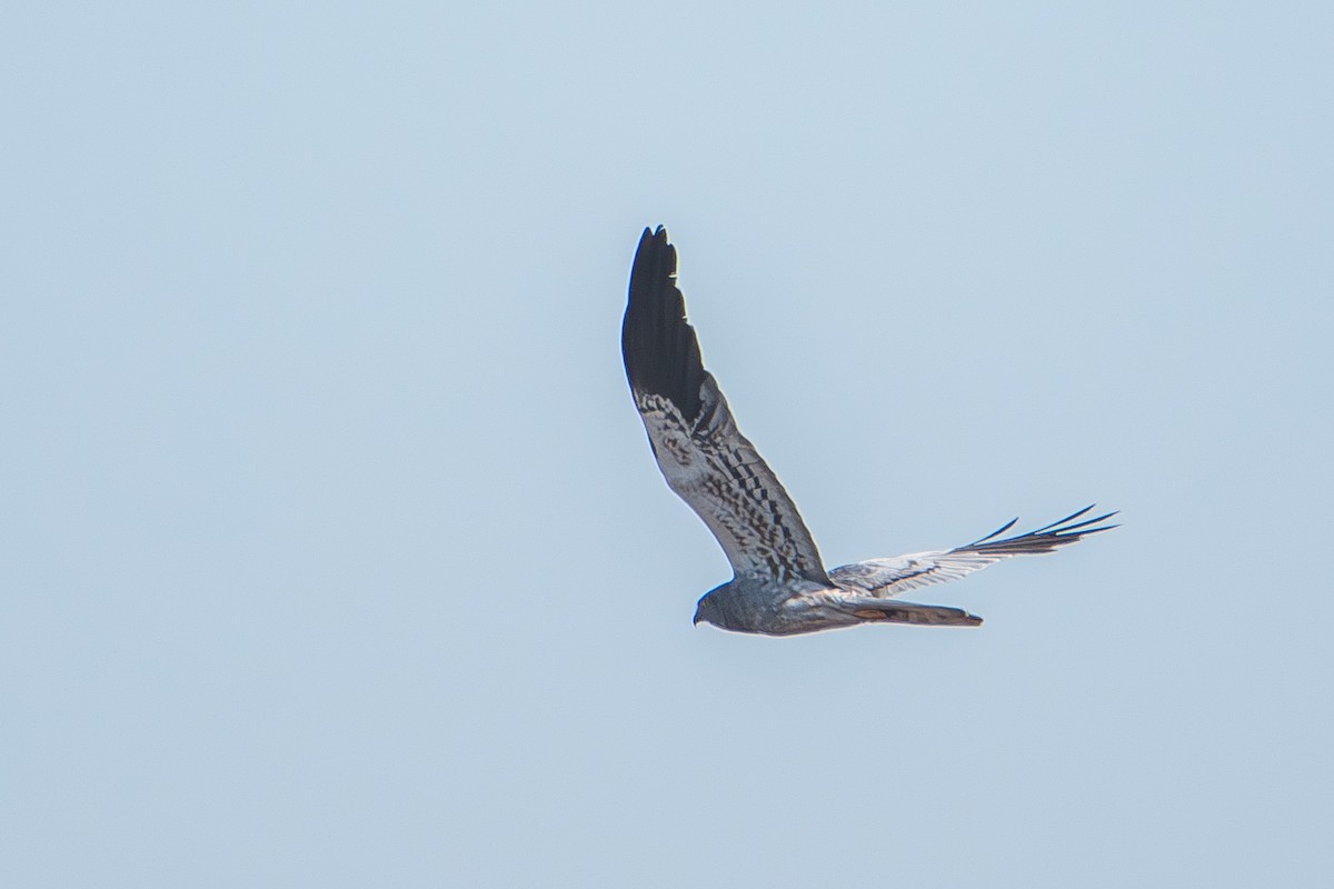Aguilucho Cenizo - ML642216625