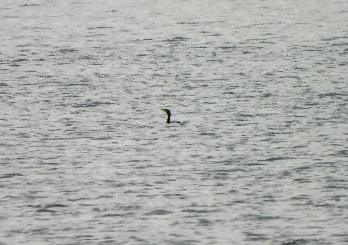 Cormorán Orejudo - ML642216633