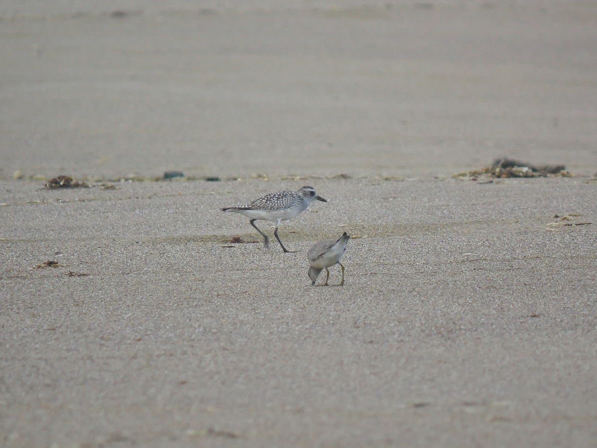 Red Knot - ML642216670