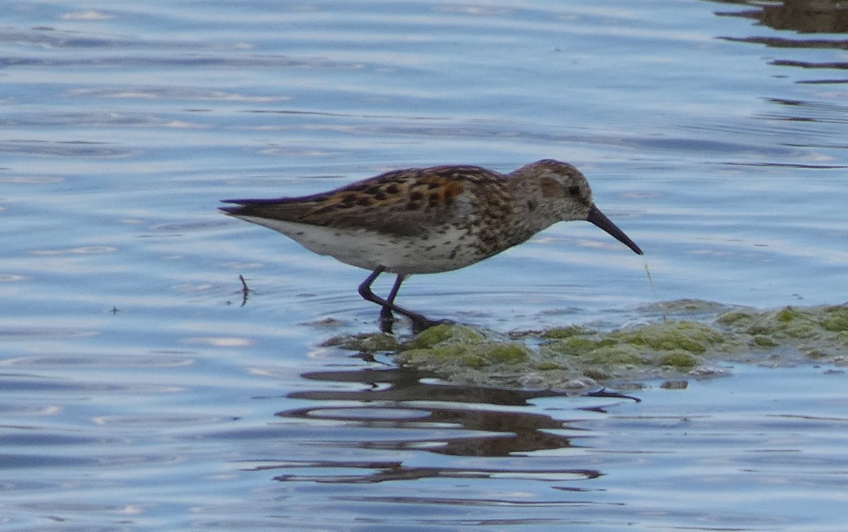 Western Sandpiper - ML642216692