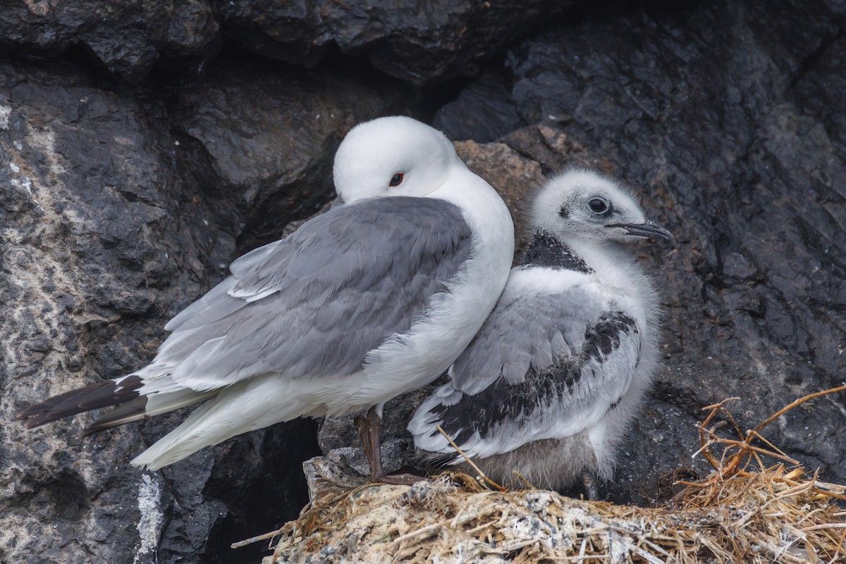 Black-legged Kittiwake - ML642216702