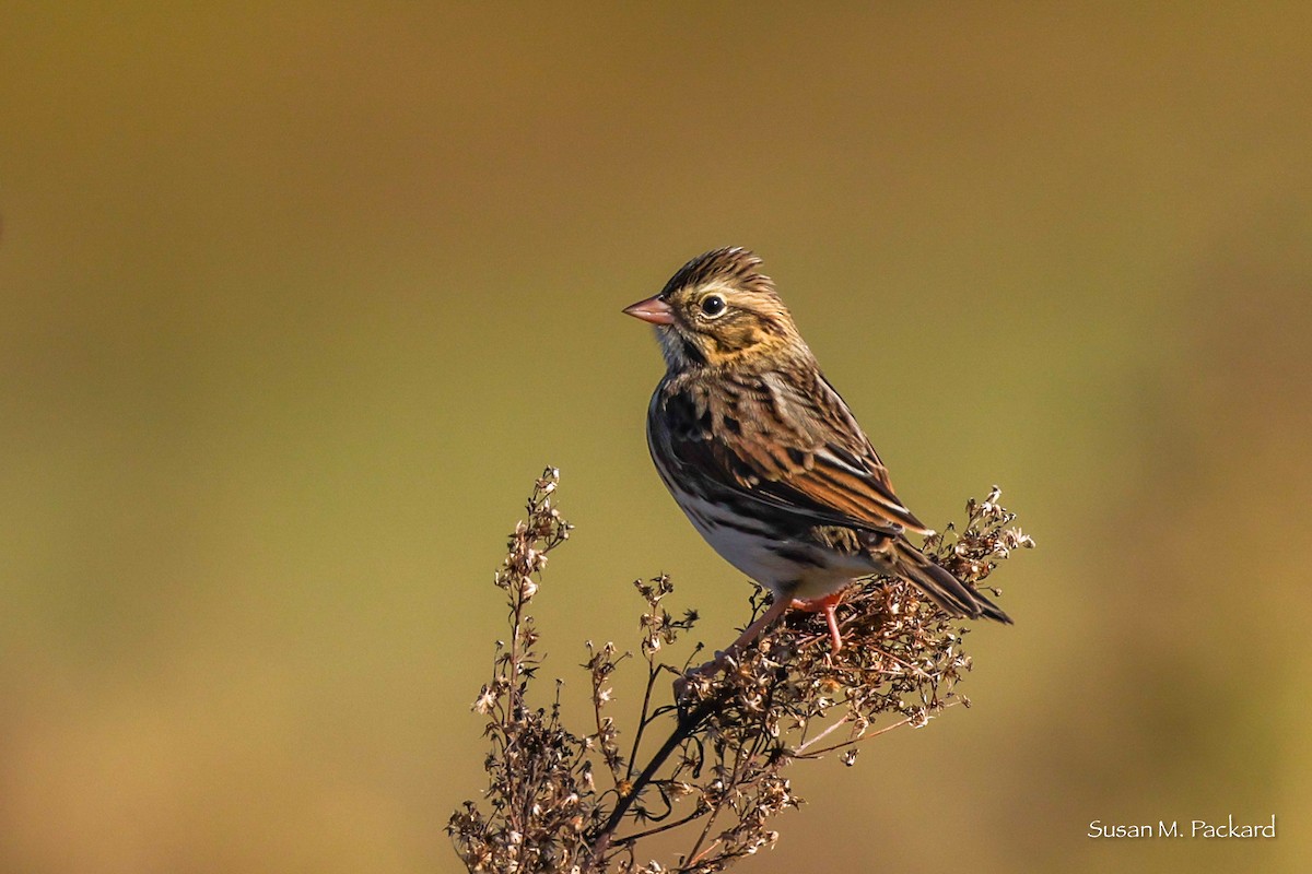 Savannah Sparrow - ML642216720