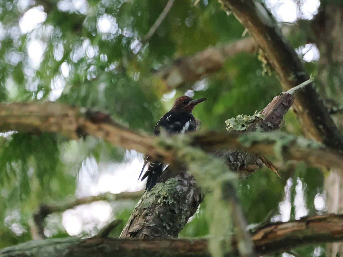 Red-breasted Sapsucker - ML642216735
