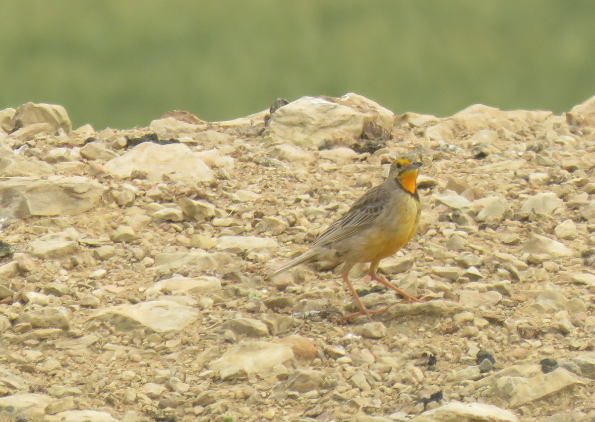 Orange-throated Longclaw - ML642216736