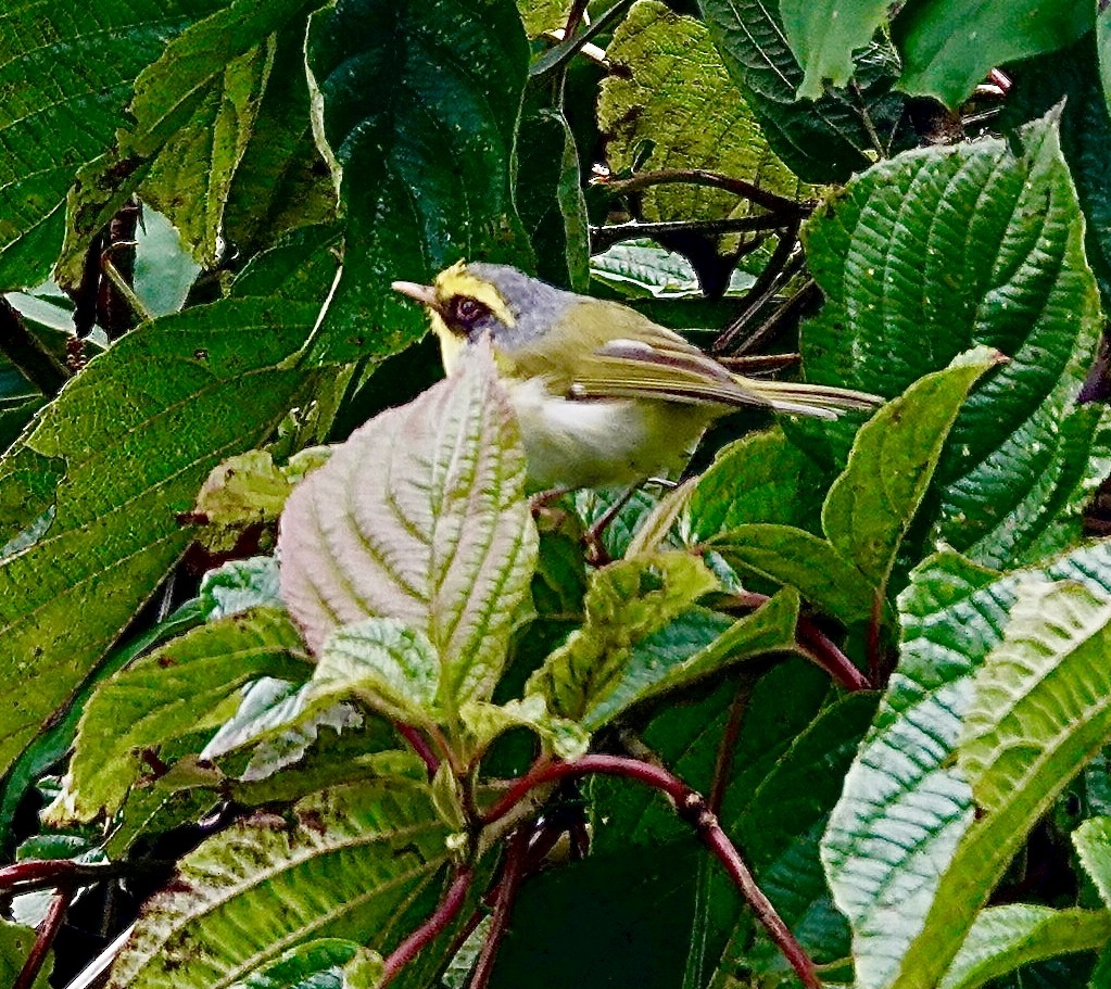 Black-faced Warbler - ML642216738