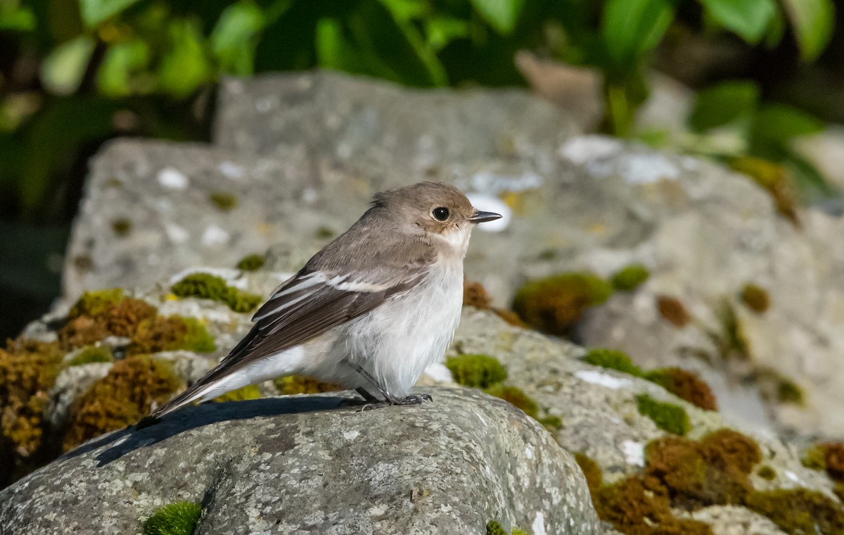 European Pied Flycatcher - ML642216764