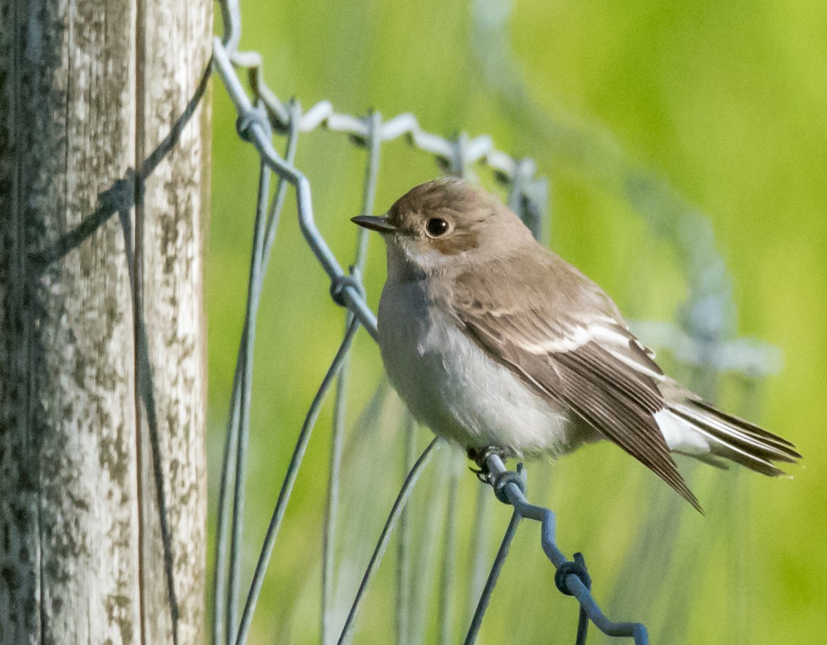European Pied Flycatcher - ML642216767