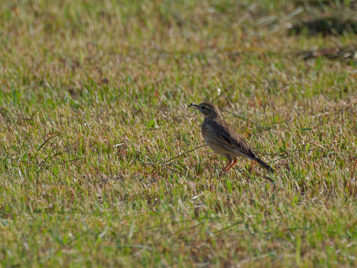 Australian Pipit - ML642216784