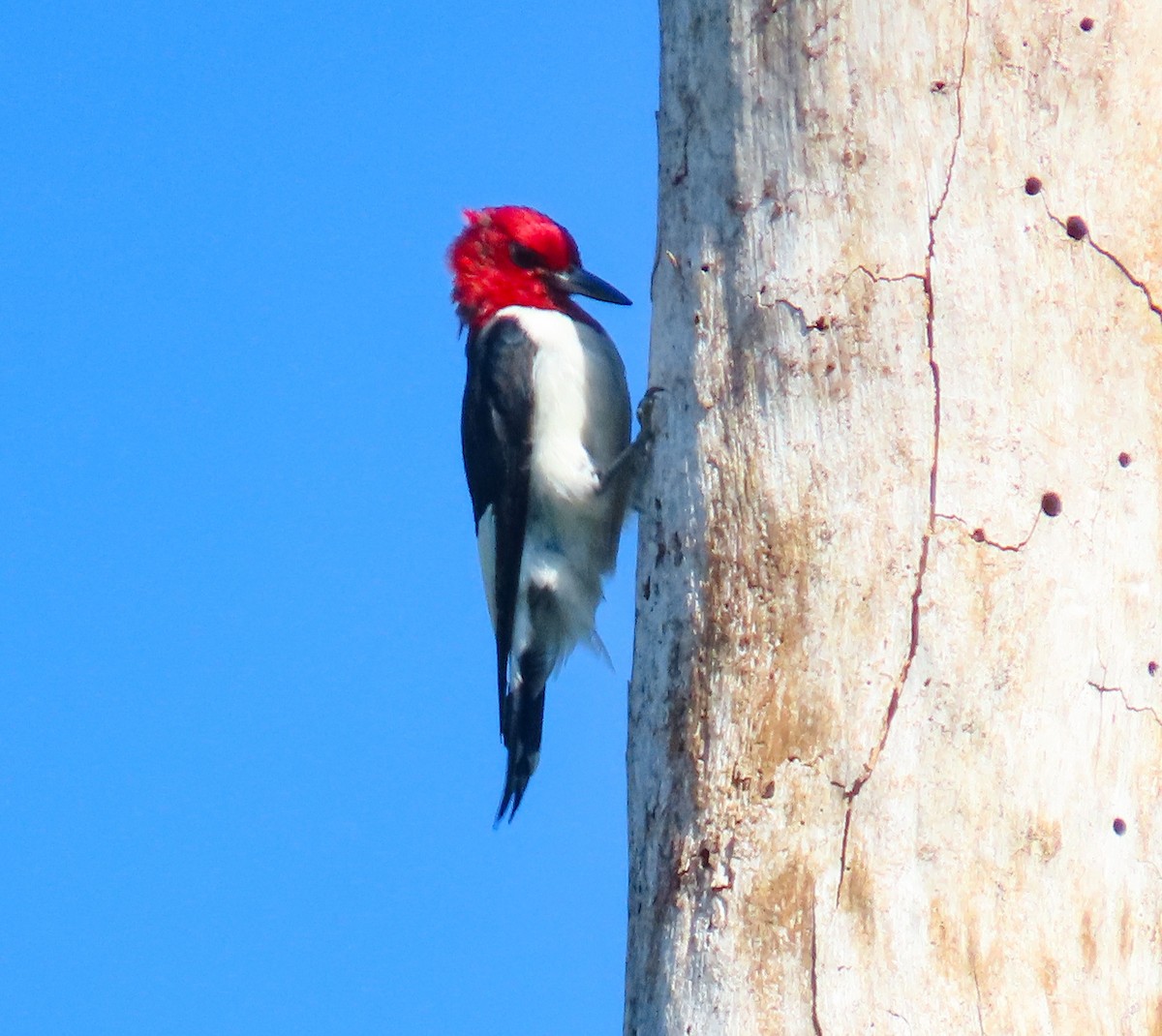 Red-headed Woodpecker - ML642216819