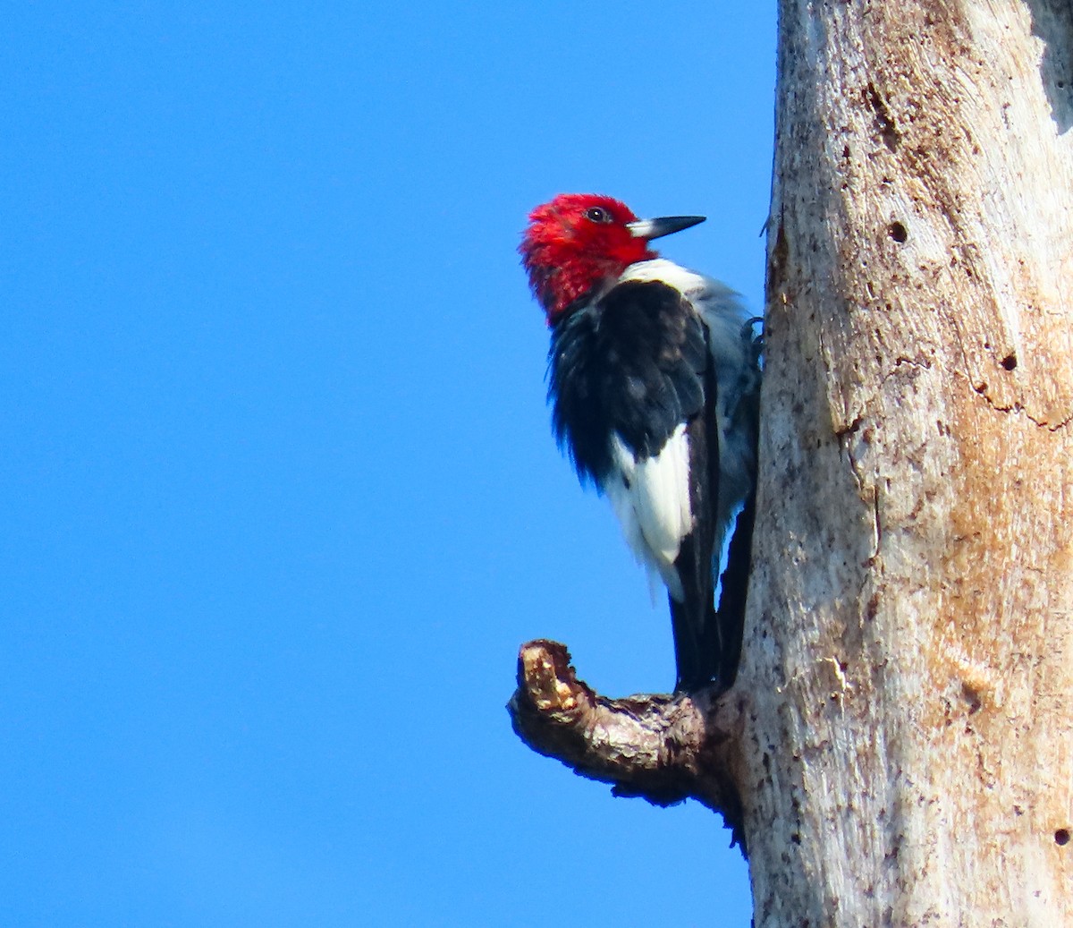 Red-headed Woodpecker - ML642216820