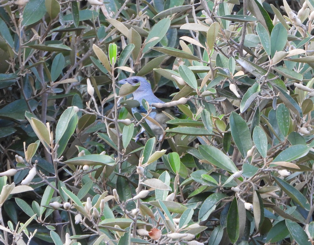 Glaucous Tanager - ML642216852
