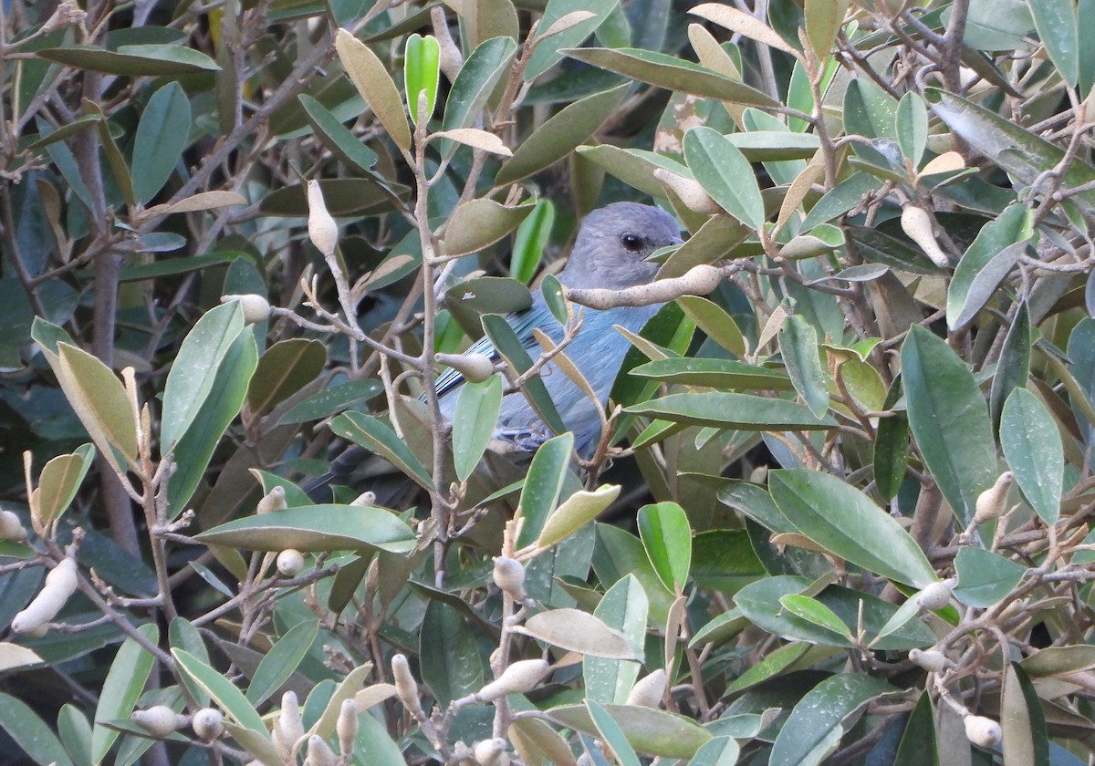 Glaucous Tanager - ML642216853
