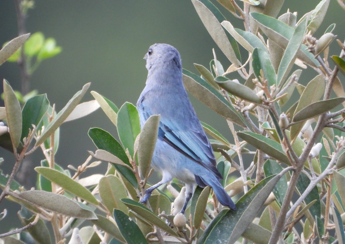 Glaucous Tanager - ML642216854