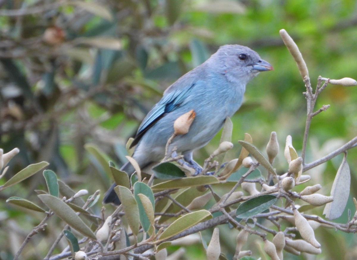 Glaucous Tanager - ML642216856