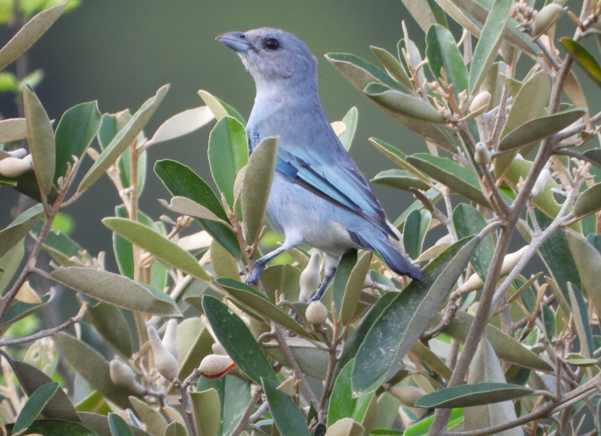 Glaucous Tanager - ML642216859