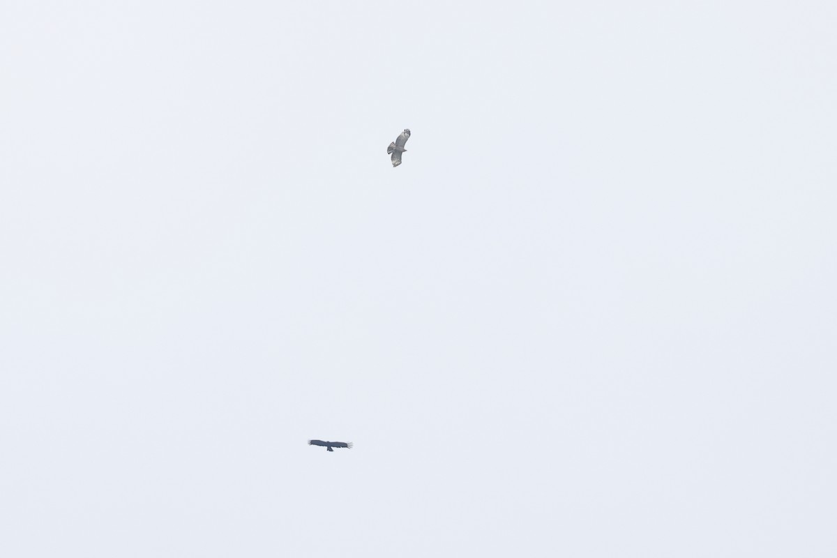 Mountain Hawk-Eagle - ML642216863