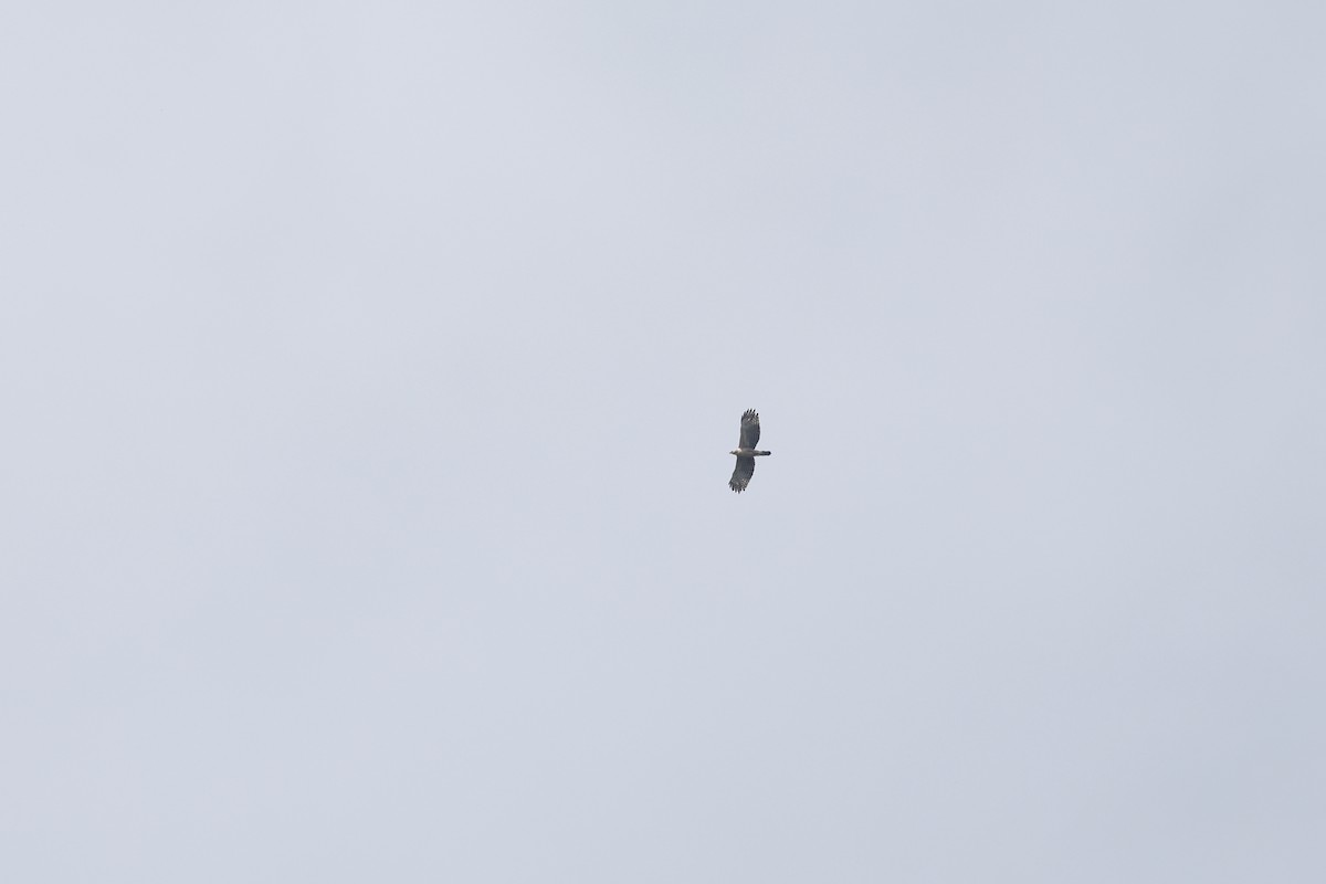 Mountain Hawk-Eagle - ML642216864