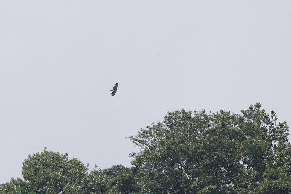 Mountain Hawk-Eagle - ML642216865