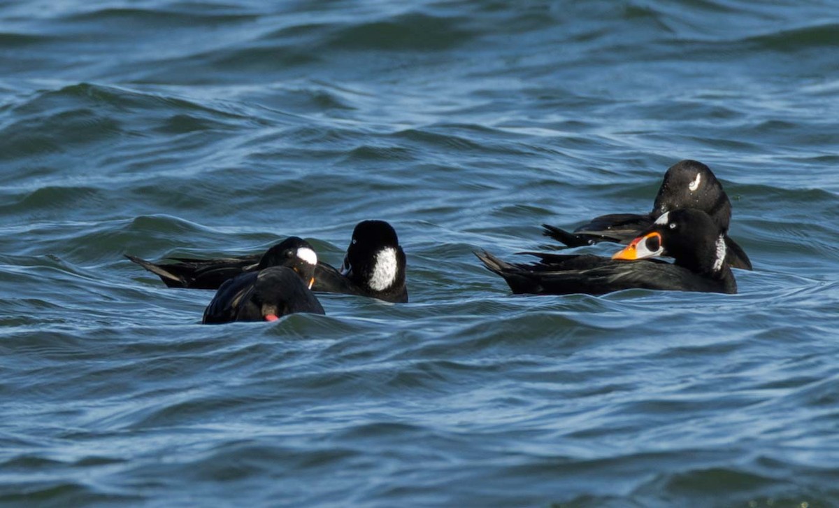 Surf Scoter - ML642216876