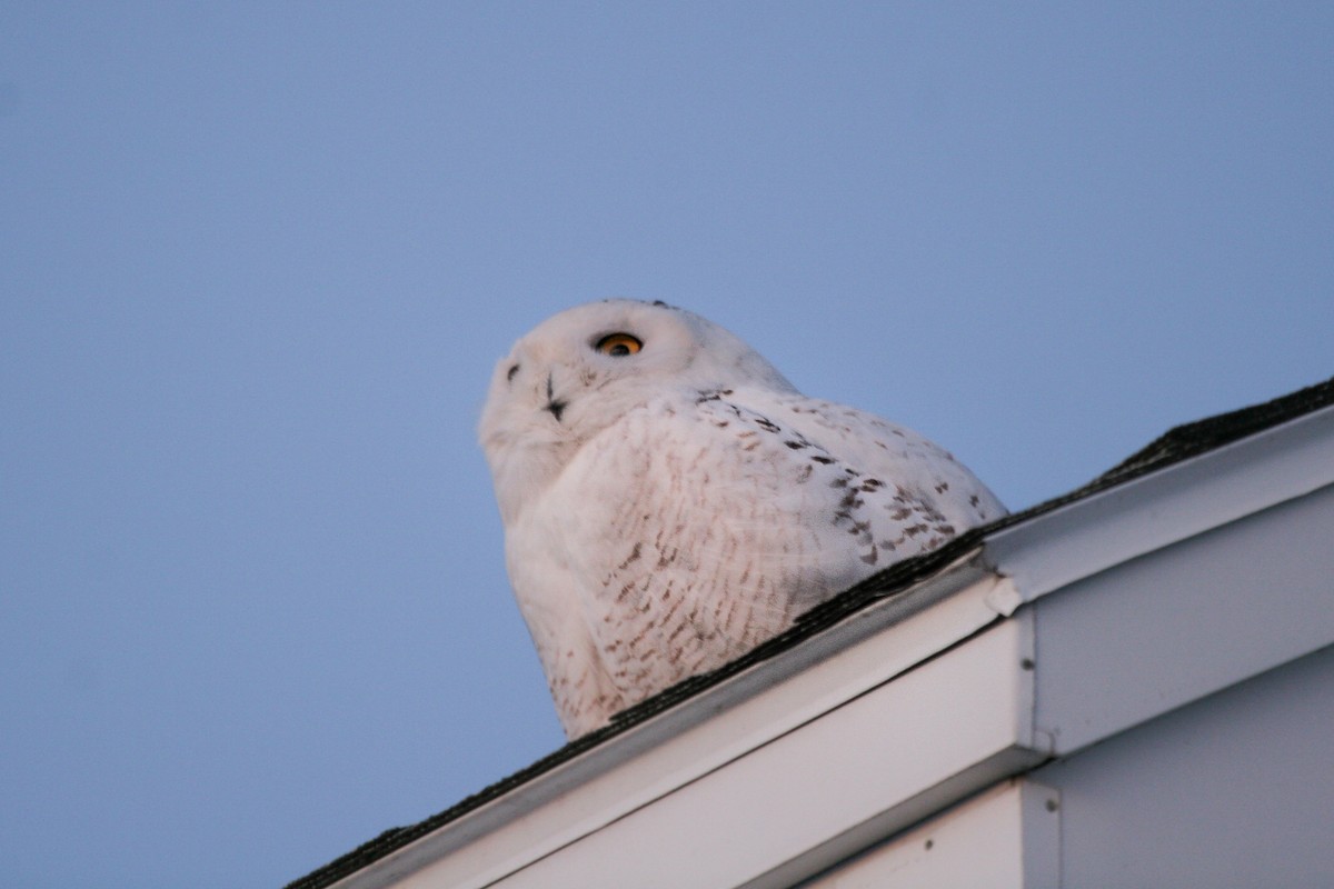 Snowy Owl - ML642216895