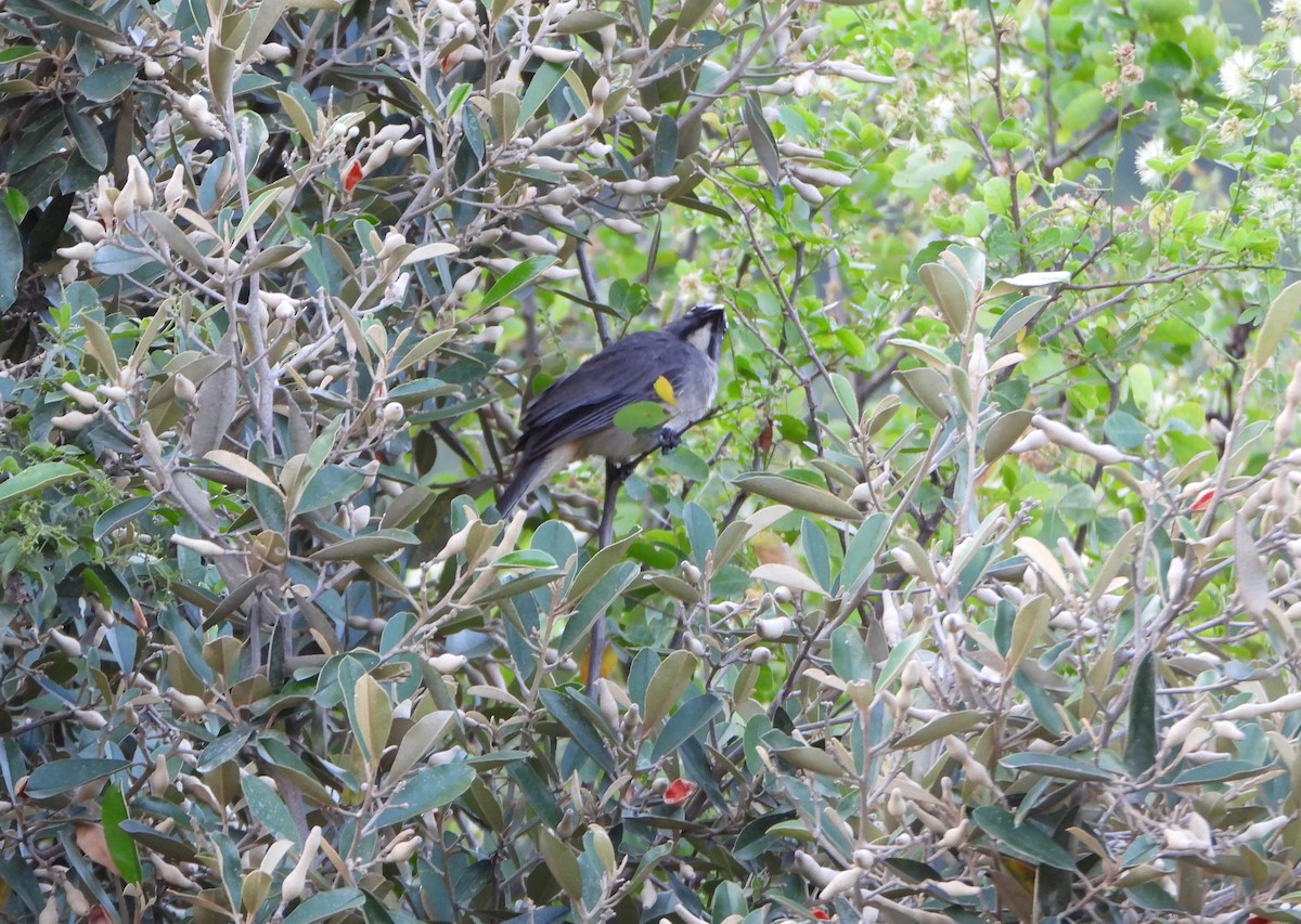Olive-gray Saltator - ML642216896