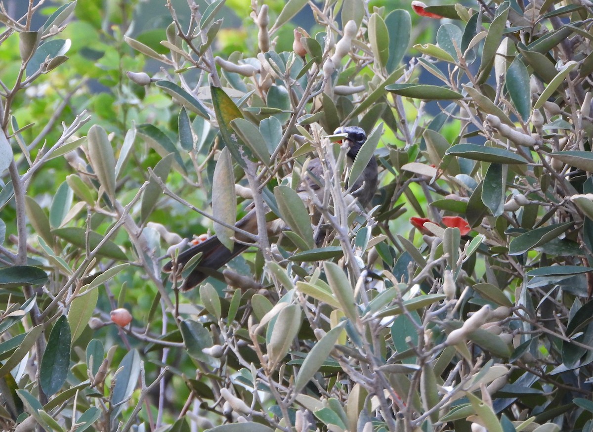 Olive-gray Saltator - ML642216897
